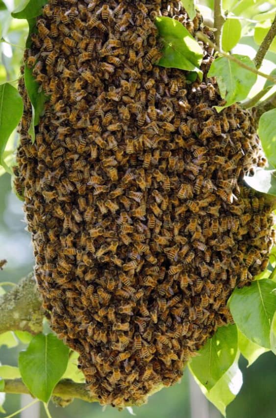 honey bee swarm